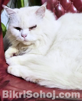 Semi punch face Persian cat adult male.